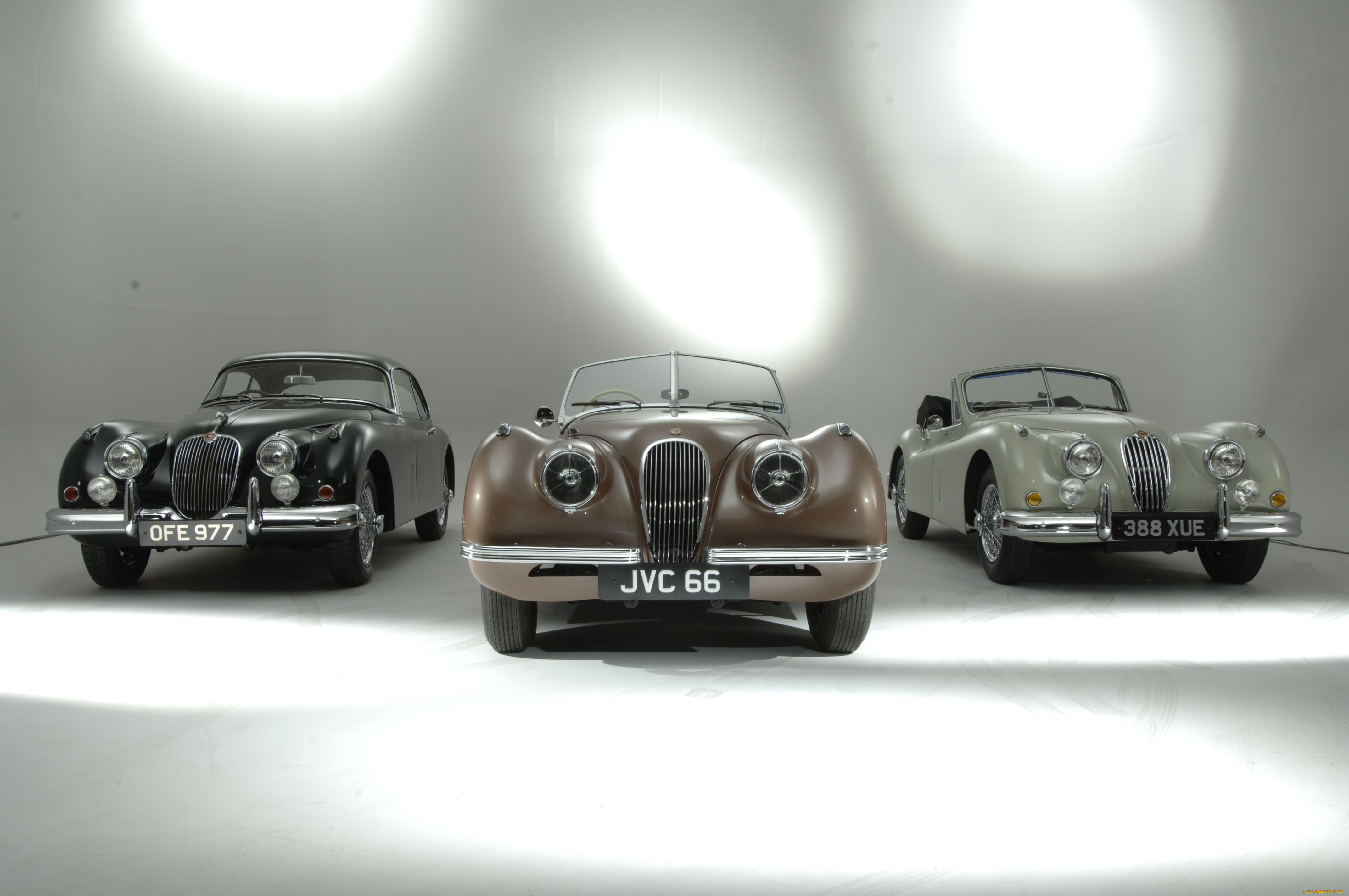 , jaguar